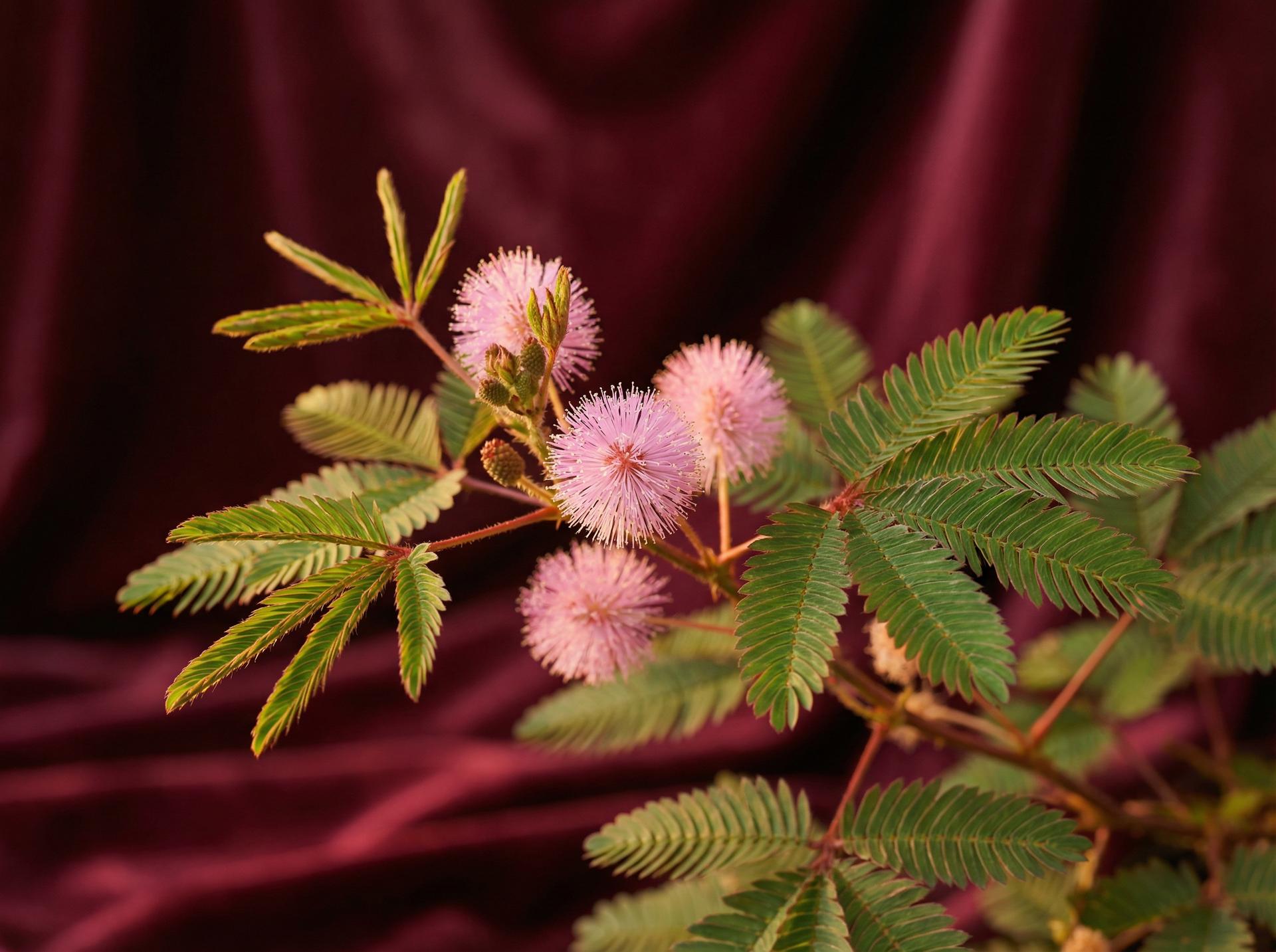 国产自拍植物视频 - 含羞草养护视频教程